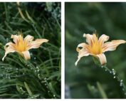 How to Handle a Small Depth of Field (DOF) Tips and Solutions